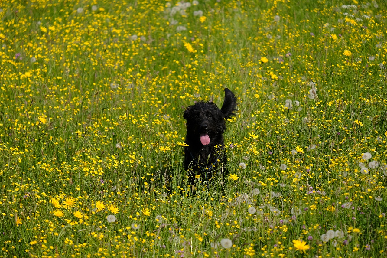 Understanding the Unique Grooming Needs of Poodles